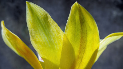 背光兰花的花瓣