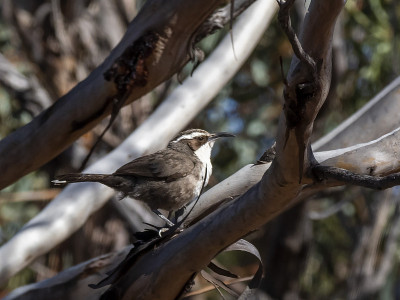 白眉舌蝠(Pomatostomus superciilosus)种族
