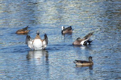 美国Wigeon(美国安娜)