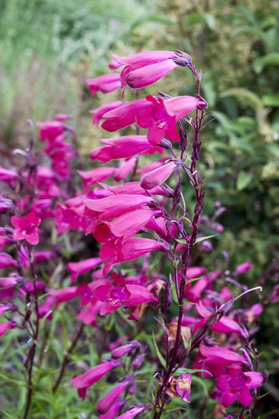 纪念弗里德里希·哈恩(了解campanulatus 'Garnet)
