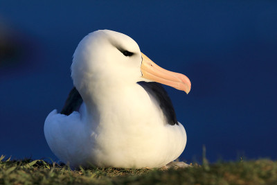 白眉信天翁(Thalassarche melanophris)或德国Mollymawk Helgol