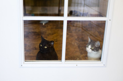 可爱和可爱的小猫和猫肖像与行为和Pers