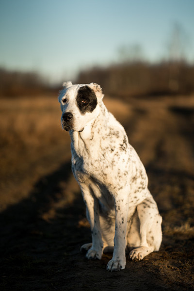 户外中亚牧羊犬肖像