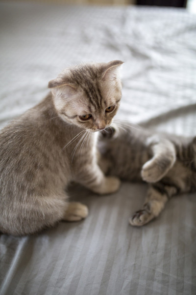 两个顽皮的小猫