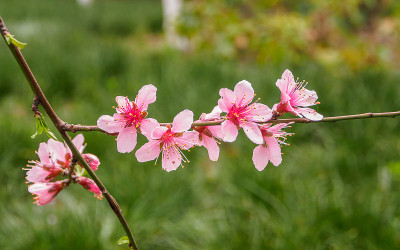 春花系列，桃花绽放
