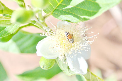 蜜蜂在花上采蜜