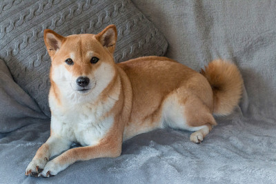 红色犬种日本柴犬正躺在家里的灰色沙发上。