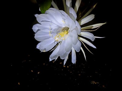 夜之花女