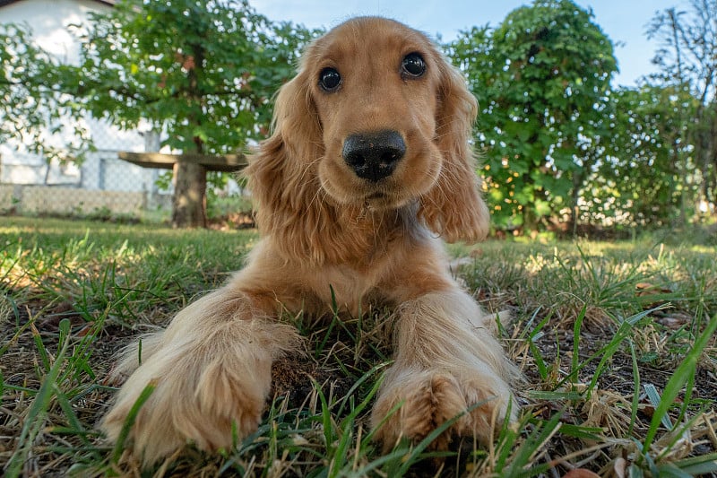 小狗狗可卡犬在草地上的肖像