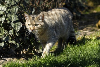 欧洲野猫
