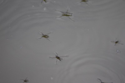 水蝽