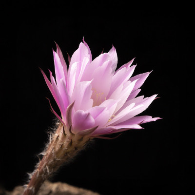 仙人掌花