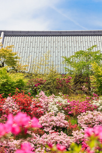日本杜鹃花的田野