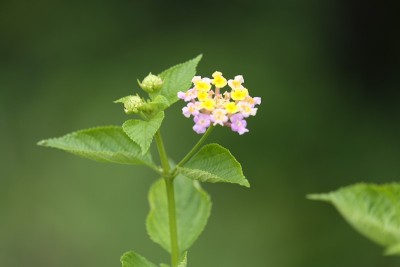 马樱丹属花
