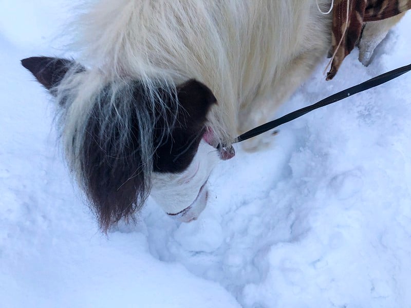 马在雪中玩耍