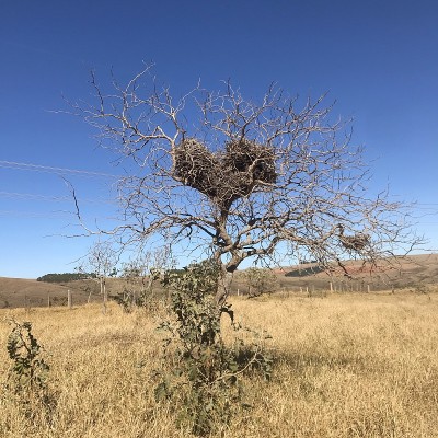 Birds nest forming a heart