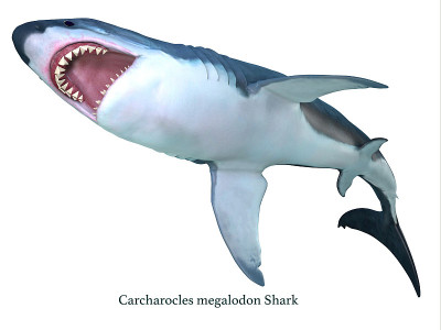 Megalodon鲨鱼腹部
