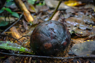 rafflesia
