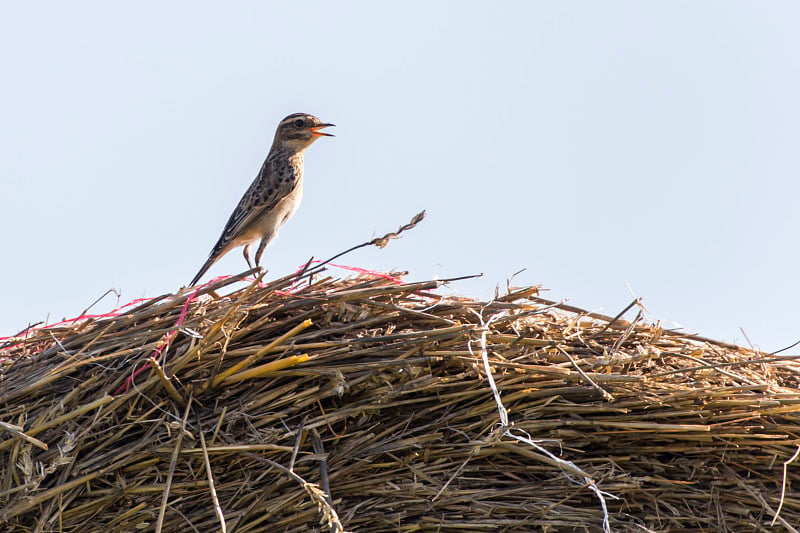 Whinchat (Saxicola rubetra)