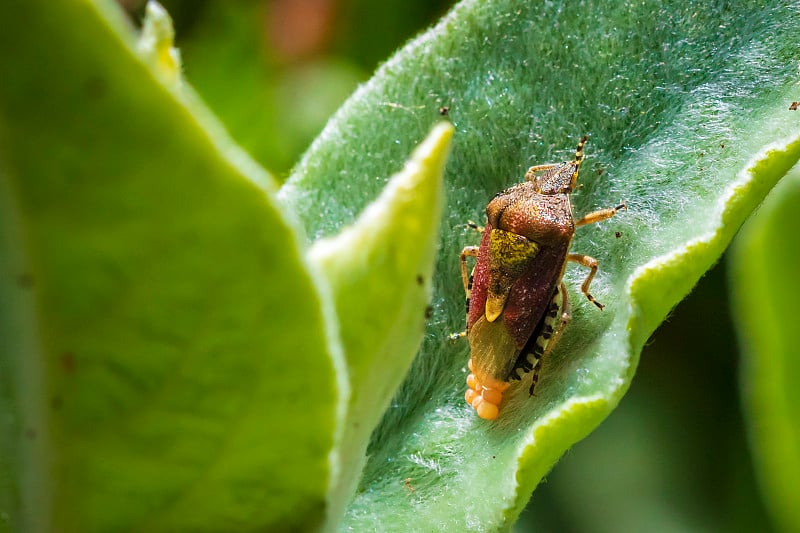 一只刺李虫的特写，Dolycoris bacaccarum，正在产卵