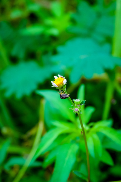 花的美丽