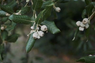 Quercus ilex