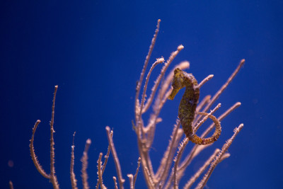 水族馆里的海马