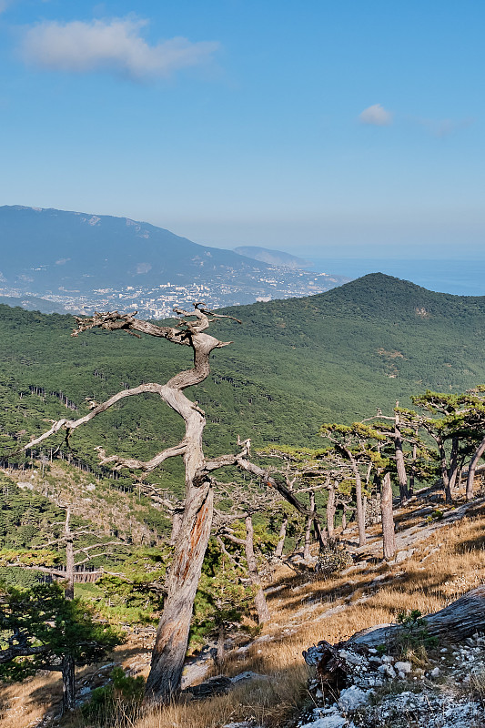 克里米亚高山景观与山松树。干死树。