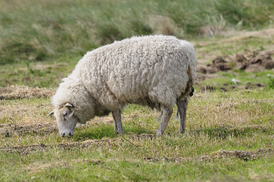 sheeps