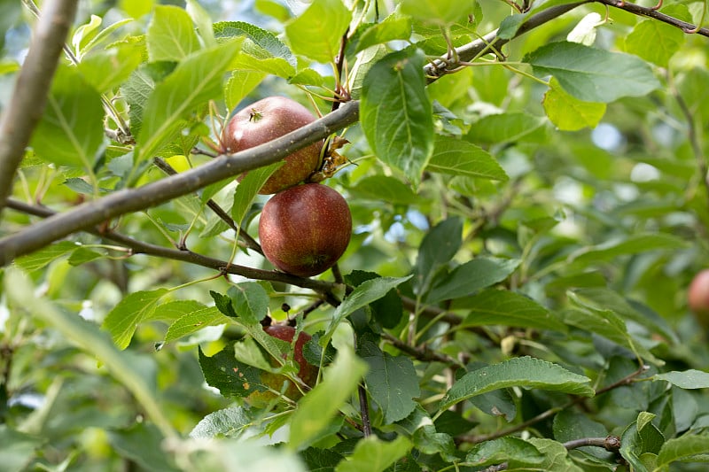 红色的野苹果挂在树上