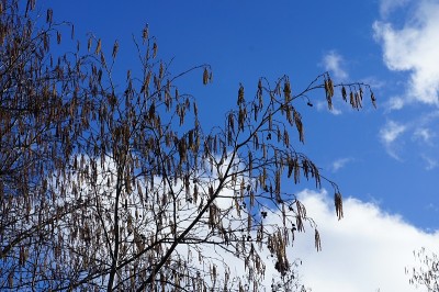 普通桤木-树枝，小枝和雄性柔荑花序