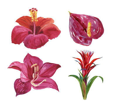 热带花卉，水彩画插图。用于请柬、卡片、包装、婚礼、纸张、织物等。