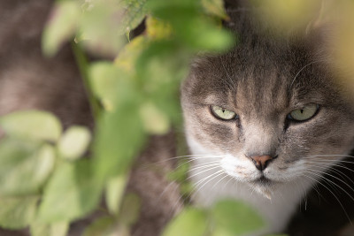 猫