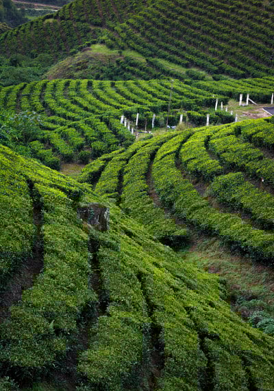 印度喀拉拉邦穆纳尔茶园