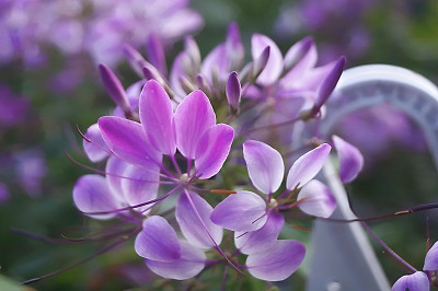 紫醉蝶花属花