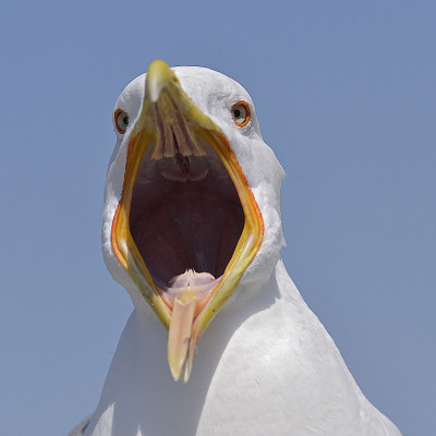 黄腿特写海鸥