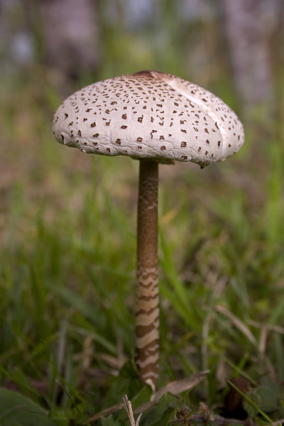 阳伞蘑菇