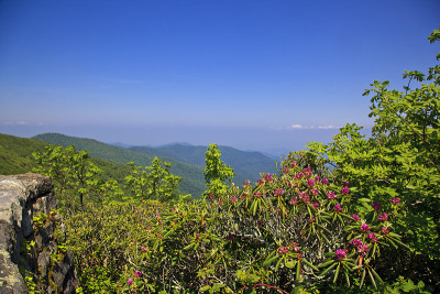 杜鹃花在山上盛开