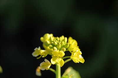 油菜籽花