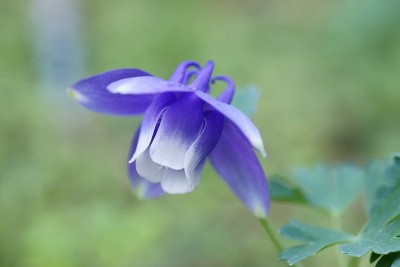 耧斗菜