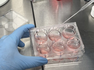 细胞培养工作正在进行中