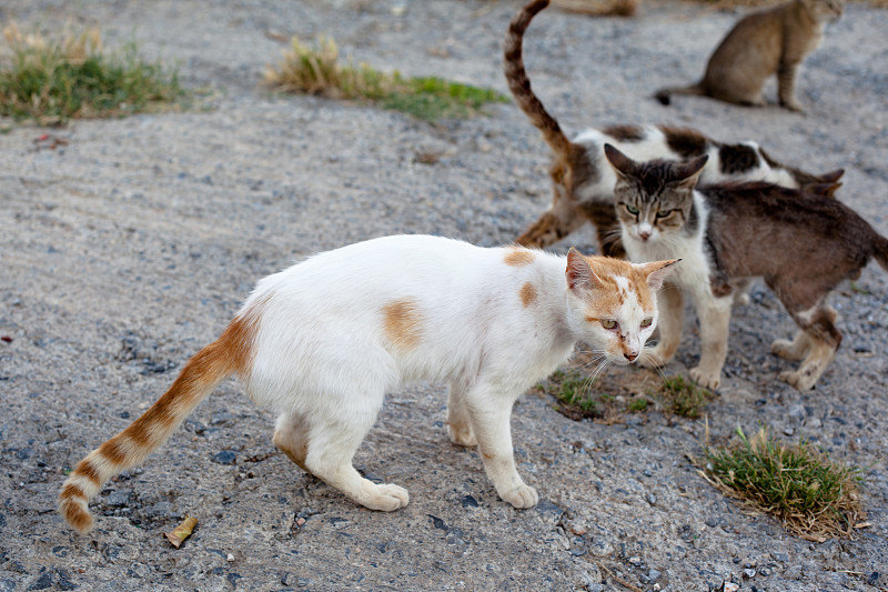 户外猫