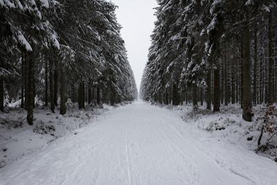 森林里有雪痕