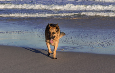 海滩上的德国牧羊犬