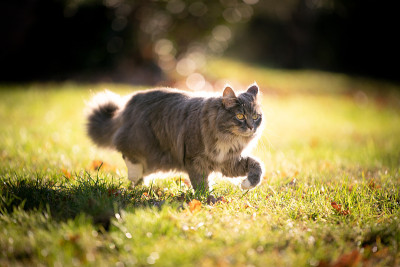 灰色缅因猫漫步在阳光灿烂的草地上
