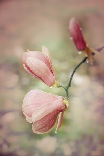 开花