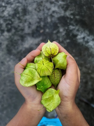 粘果酸浆水果