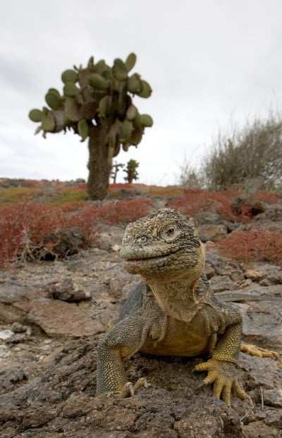 The land iguana sitting on the rocks.