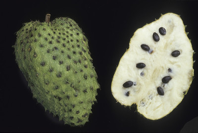Soursop