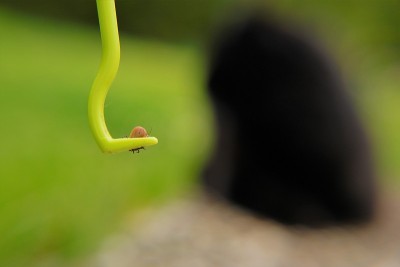 清除猫身上的虱子。蜱虫把血吸进猫体内。黑猫和滴答模糊的花园背景。蜱虫的季节。